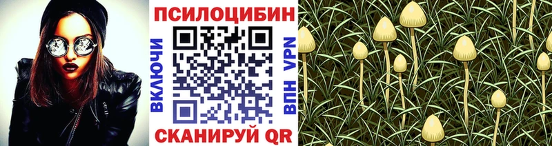 Псилоцибиновые грибы Psilocybine cubensis  KRAKEN   Таганрог 